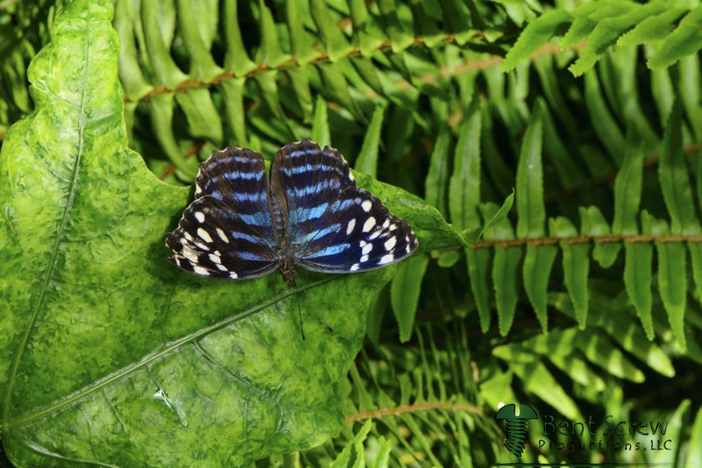 Butterfly - Mexican Bluewing2